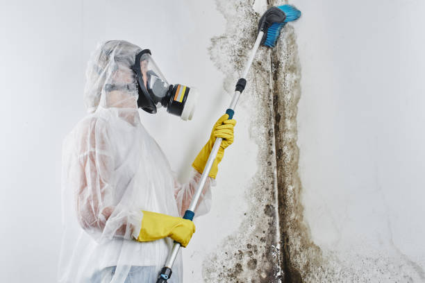 Best Black Mold Removal  in Cheney, WA