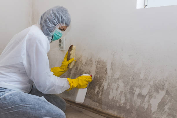 Best Mold Damage Repair  in Cheney, WA