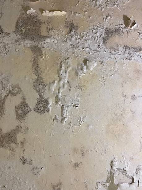 Best Local Mold Removal Service  in Cheney, WA