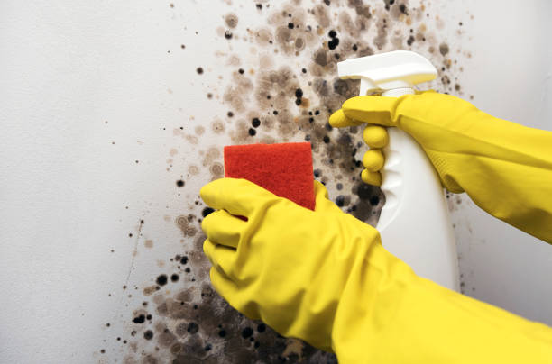 Best Best Mold Removal Companies  in Cheney, WA